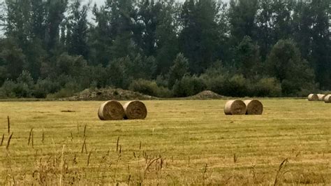 Understanding Hay Quality Even Good Hay Can Have Bad Things In It