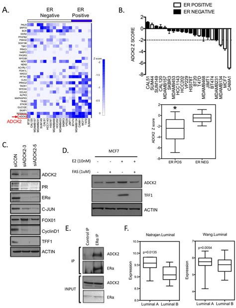 Genetic Dependency Of ER Ve Breast Tumor Cells Upon ADCK2 A Heat Map