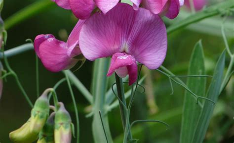 Vetch Varieties | South Australian Seed Marketers