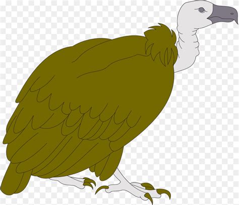 Vulture Clipart Animal Bird Condor Fish Transparent Png Flyclipart