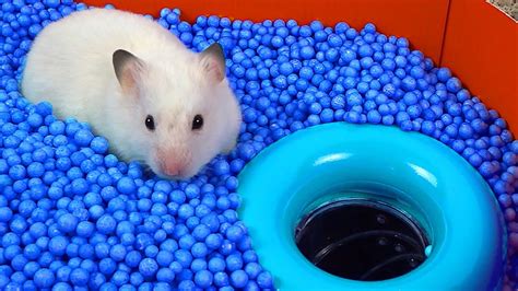 🐹 Worlds Largest Hamster Maze Obstacle Course Youtube