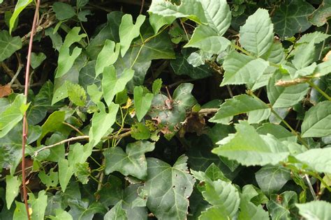 Dark Bush Cricket From Sainte Honorine Des Pertes 14520 Aure Sur Mer