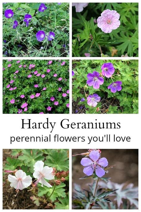 Easy To Grow Perennials The Perfect Addition To Your Garden