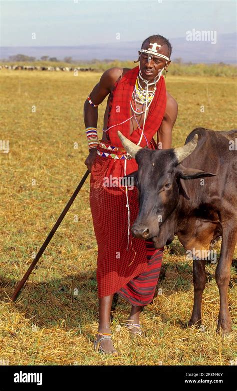 Maasai with cattle, Kenya, East Africa Stock Photo - Alamy