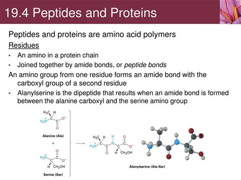 Ppt Amino Acids Peptides And Proteins Powerpoint Presentation Free Download Id 1476356