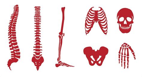 Sistema Esquel Tico Humano Los Iconos De Los Huesos De Las