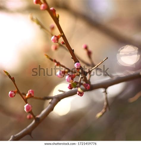 Prunus Mandshurica Manchurian Apricot Scout Apricot Stock Photo ...