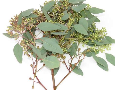 Eucalyptus Seeded Kukka Flowers