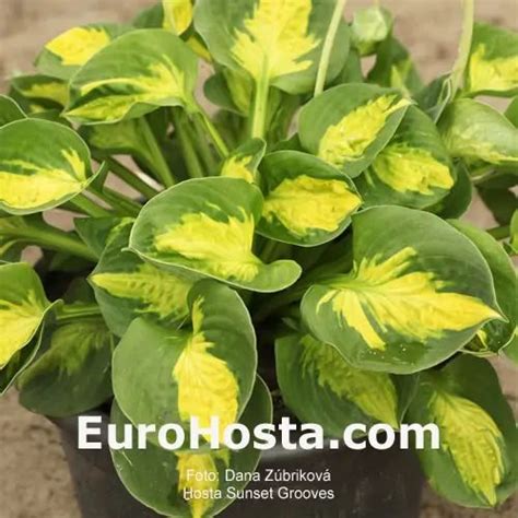 Hosta Sunset Grooves Eurohosta Hostas Sunset Leaf Coloring