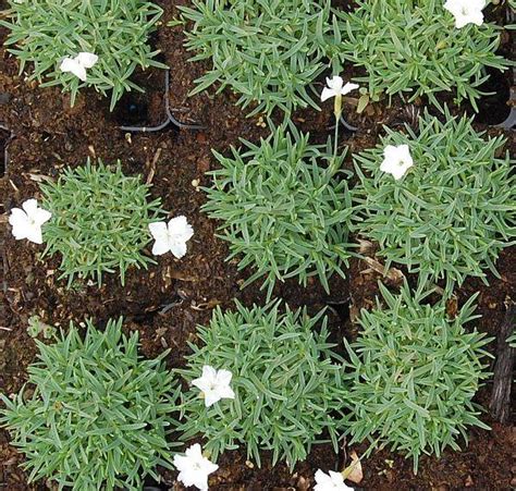 Dianthus Gratianopolitanus Hybriden La Bourboule Blanche Pfingstnelke