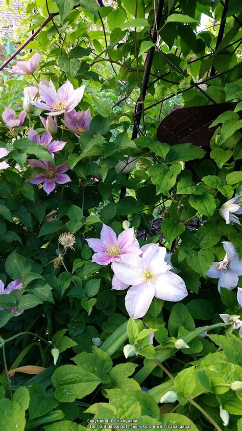 Clematis In Containers