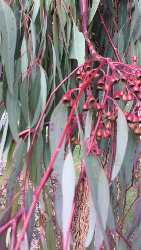 Pretty Eucalyptus Tree Where I Live In Moorpark California Trees To