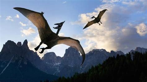 What is the wingspan of a pterodactyl – Artofit