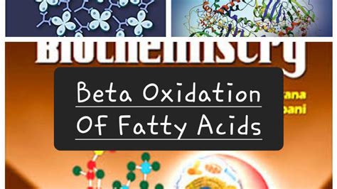 Beta Oxidation Of Fatty Acids Carnitine Shuttle Calculation Of ATP Made