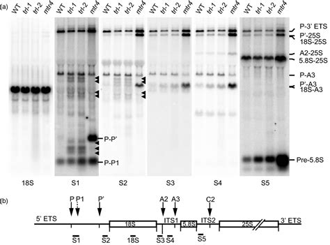 Distinct 18s Rrna Precursors Are Targets Of The Exosome Complex The