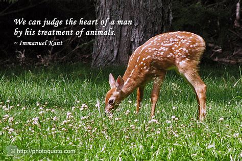 Deer Quotes Quotesgram