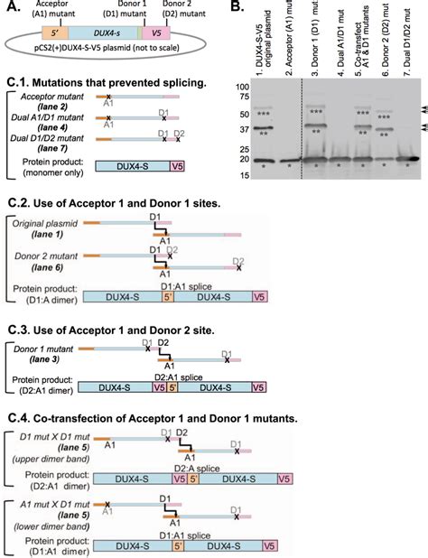 Confirmation Of Acceptor And Donor Splice Sites A Diagram Of