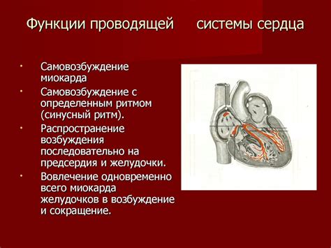 Какой узел проводящей системы сердца задает ритм сердечных сокращений ...