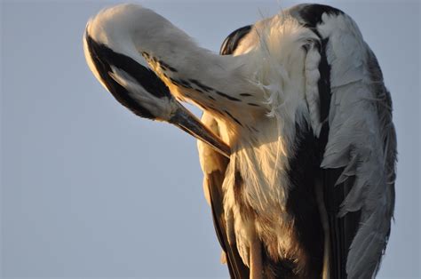 Héron cendré Ardea cinerea Les Maldives 13 Le Héron cend Flickr