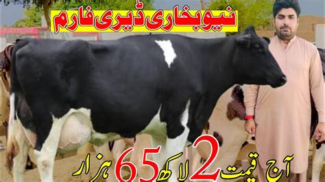 HF New Bukhari Dairy Farm Feirsian Cow Girlando Corss Cow Jersey