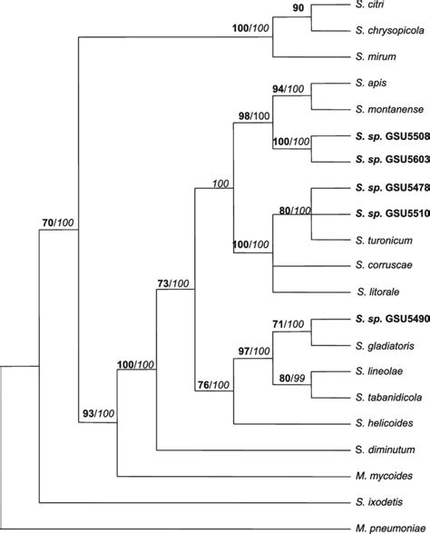 Maximum Parsimony Phylogenetic Tree Derived From Partial 16S RDNA