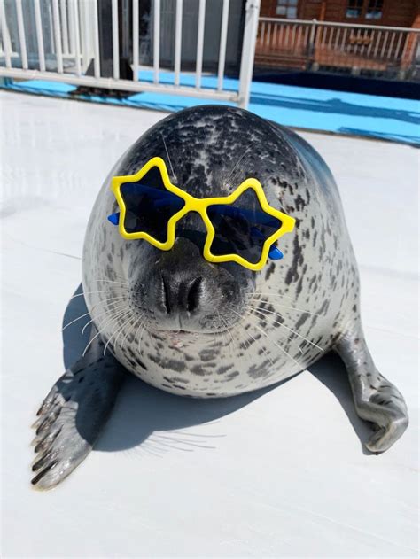 A Very Cool Hiyori The Spotted Seal Cute Seals Silly Animals Funny