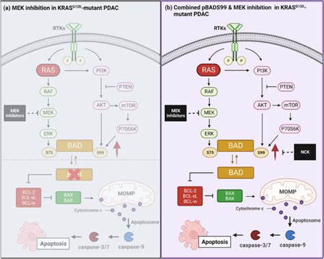 Concurrent Inhibition Of Pbads Synergistically Improves Mek Inhibitor