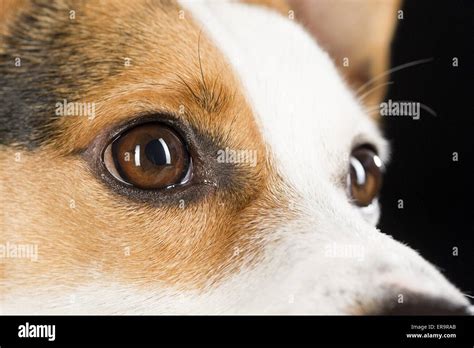 Jack Russell Terrier Eyes Stock Photo Alamy