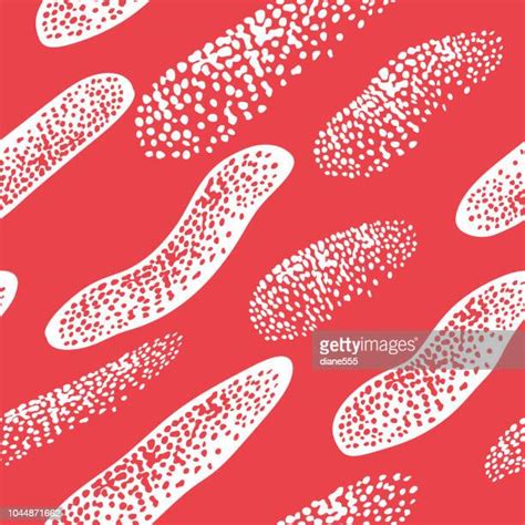 50 Entamoeba Histolytica Drawing High Res Illustrations Getty Images