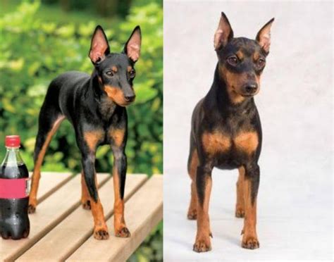 Toy Manchester Terrier vs Miniature Pinscher - Breed Comparison