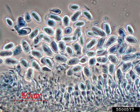 Java Black Rot Lasiodiplodia Theobromae