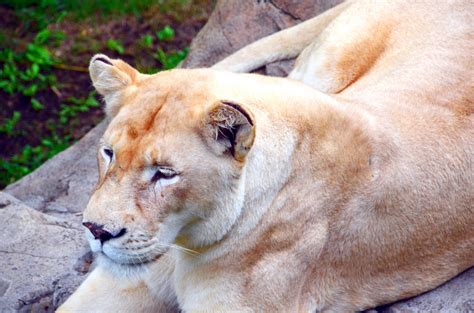 Wallpaper Lion Wildlife Nose Big Cats Zoo Whiskers Puma