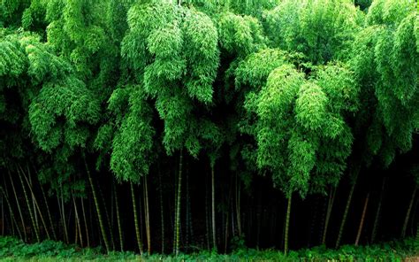 Hd Bamboo Wallpapers Top Free Hd Bamboo Backgrounds Wallpaperaccess