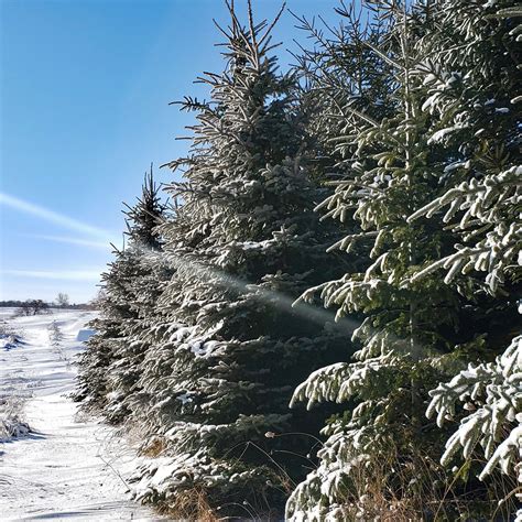 Best Windbreak Trees for Warm or Cold Climates