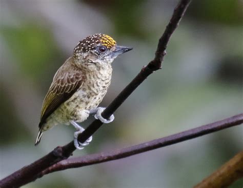 Bar Breasted Piculet Picumnus Aurifrons BirdWeather