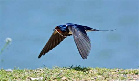 ЛАСТОЧКА ᐈ Фото и описание