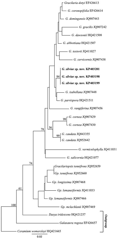 Neighbor Joining Phylogram For The UPA Region Showing The Grouping Of