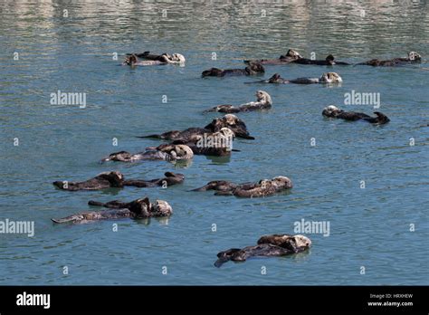 Sea Otter Mothers Enhydra Ultras Floating With Their Babies In The