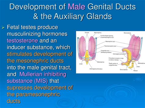 Ppt Development Of Genital System Powerpoint Presentation Free