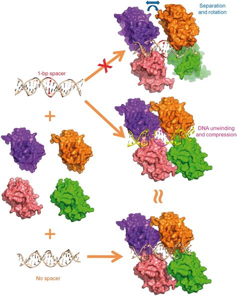 A Model For The P Core Domain Tetramer Bound To Dna The Model Is