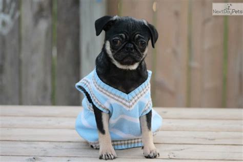 Charlie - Rare Black/Tan Pug | Pug puppies for sale, Pugs, Pugs for sale