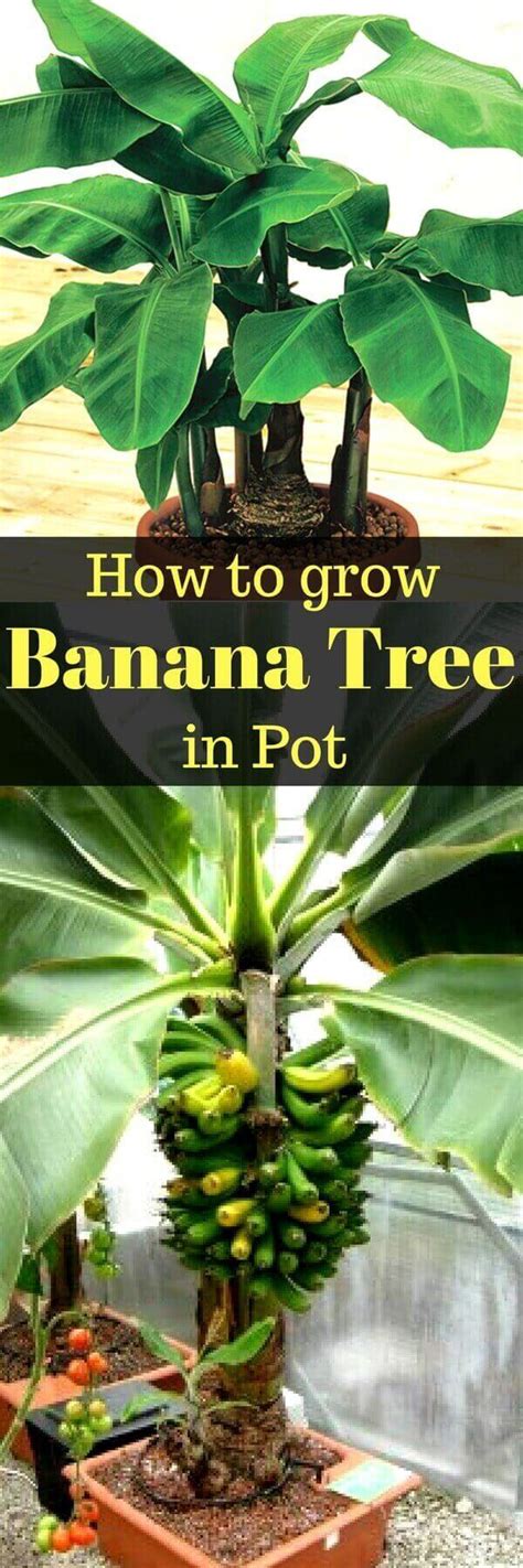 How To Grow Banana Tree In Pot Growing Banana Tree In Containers Home Gardeners