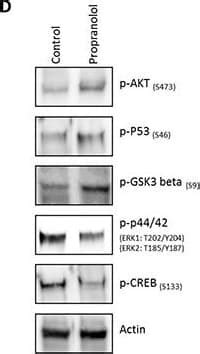 Human Mouse Rat Phospho ERK1 T202 Y204 ERK2 T185 Y187 Antibody