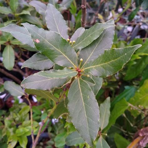 Muda De Louro Feita Por Alporque Loja Plantei