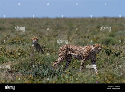 Cheetah Acinonyx Jubatus Ndutu Ngorongoro Conservation Area