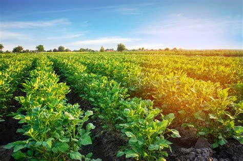 Плантации картошки растут в поле Vegetable строки Сельское хозяйство ...