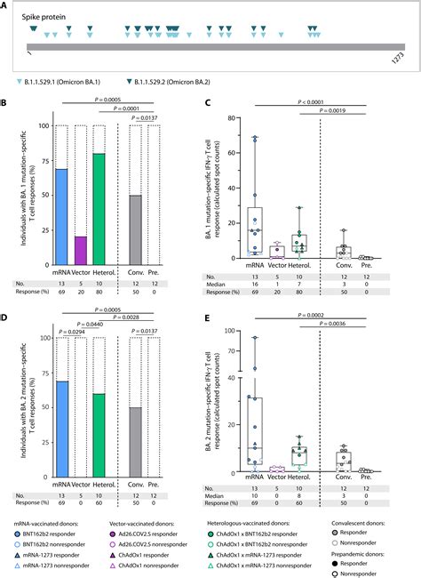 Durable Spike Specific T Cell Responses After Different Covid