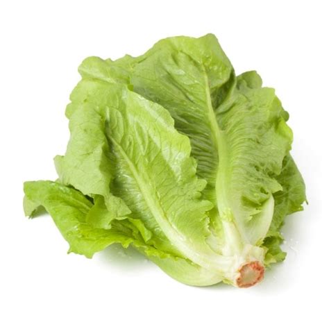 Romaine Lettuce Awangarden