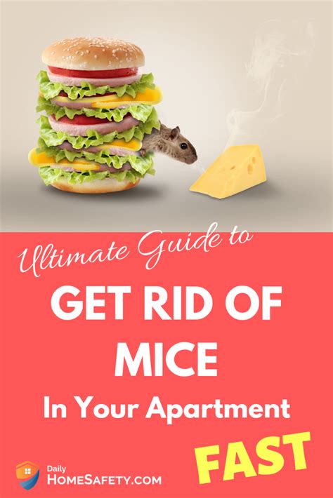 Best Ways To Get Rid Of Mice Fast And Forever Getting Rid Of Mice