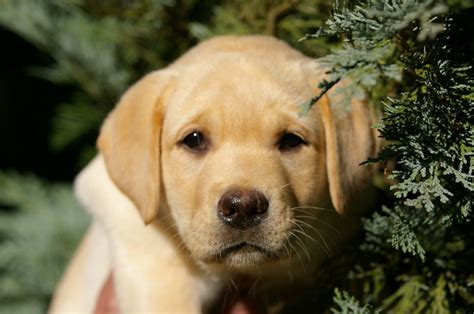 Chiot Elevage De Chantemelse Eleveur De Chiens Labrador Retriever